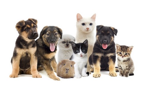 Chiens et Chats
