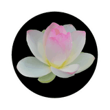 lotus homechizen